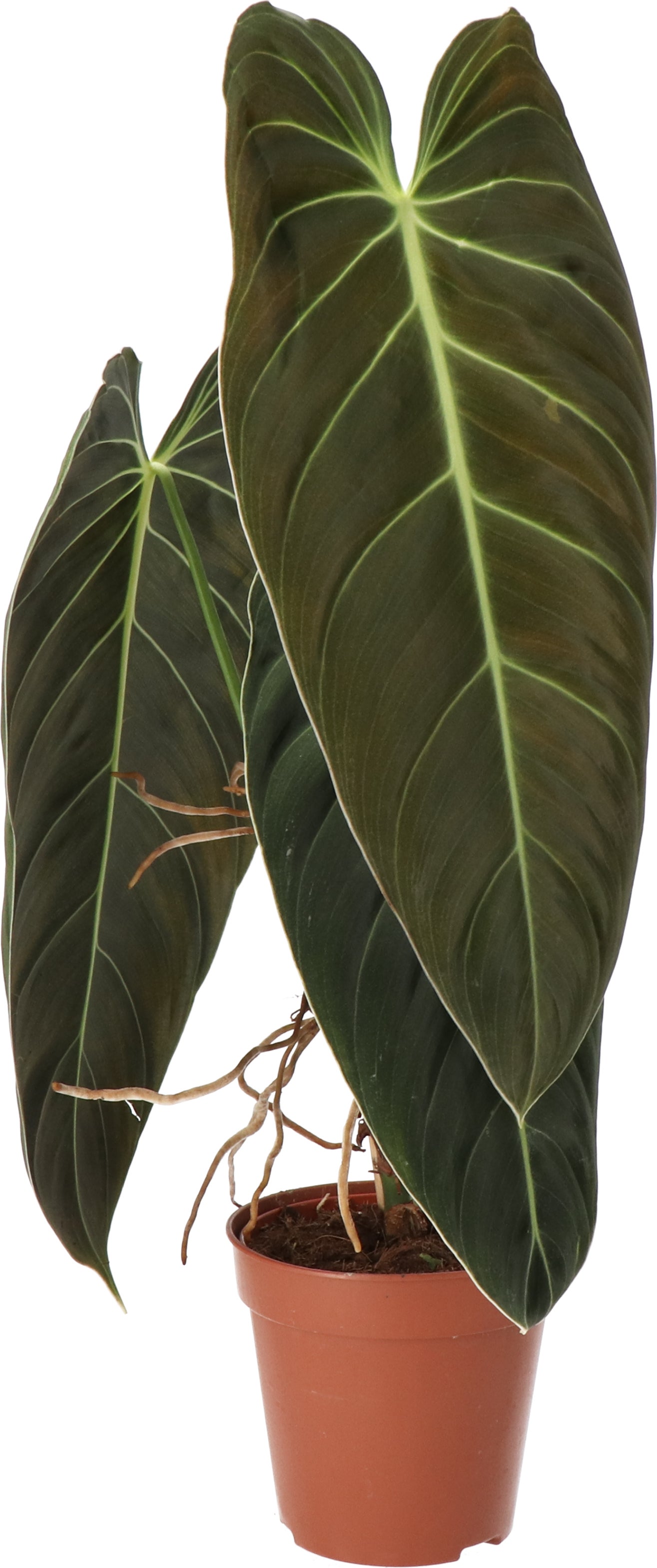 Philodendron (Philondendron melanochrysum) D 12 H 40 cm