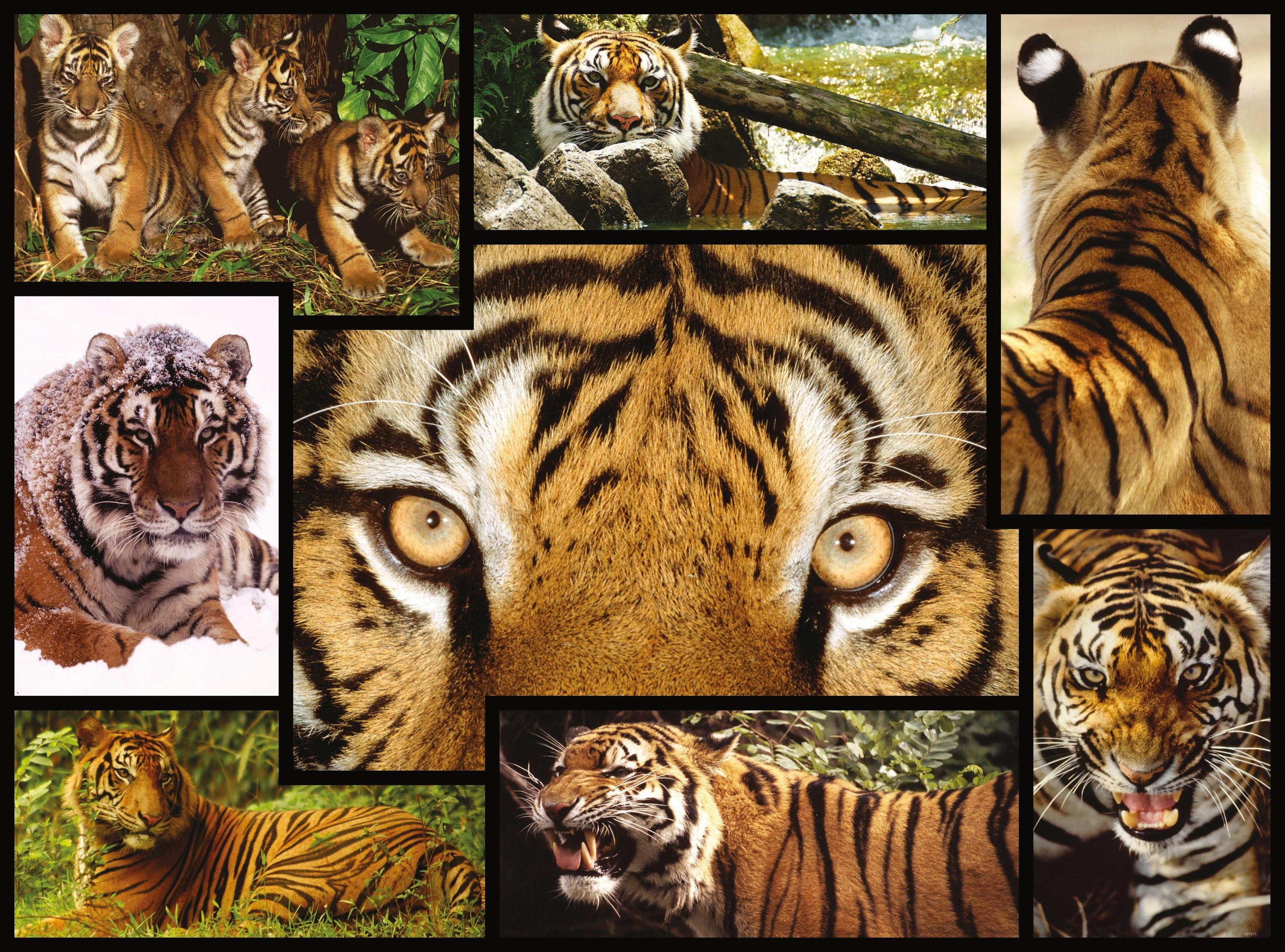 WWF - Tiger 1000 Teile (Puzzle)