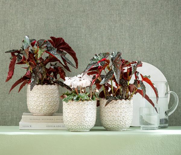 Polka-Dot Begonie - Begonia maculata