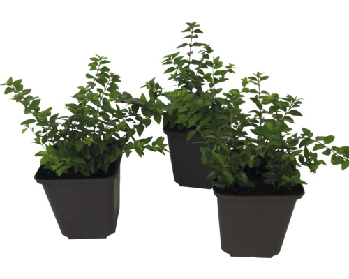 Kamperfoelie FloraSelf Lonicera nitida 'Maigrün' 15/20 scheuten Ø 9 cm pot
