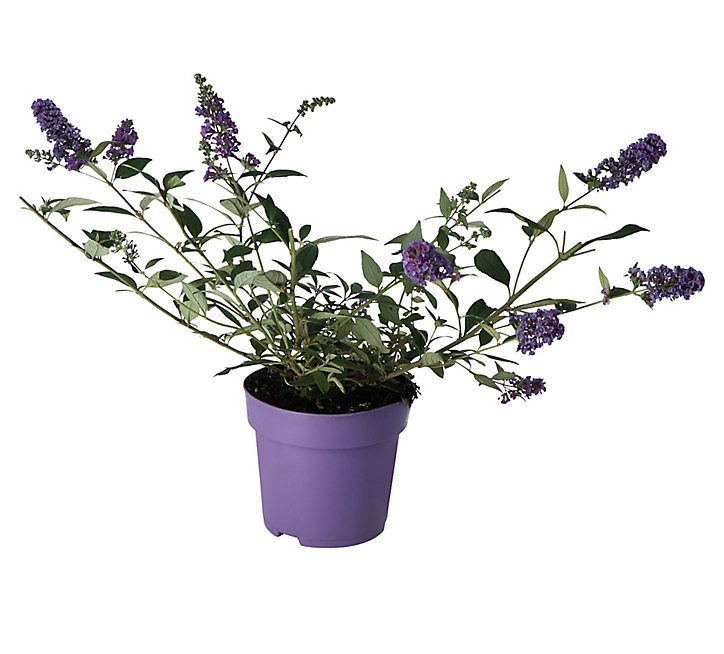 Buddleia buzz, pot 5L