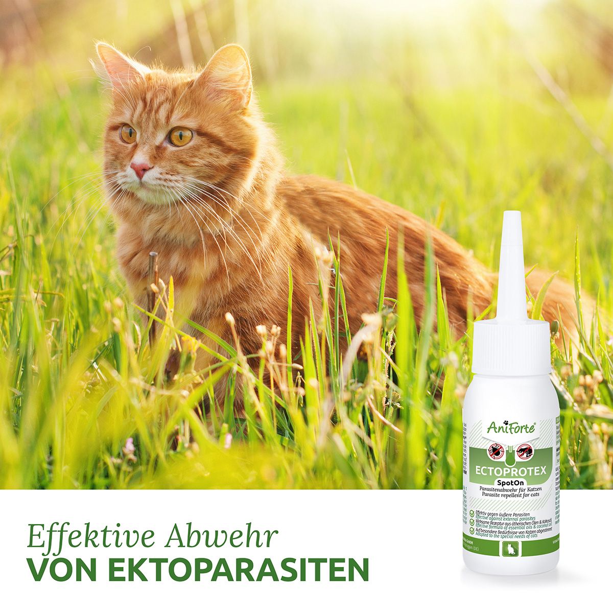 AniForte Ectoprotex Spot-on für Katzen