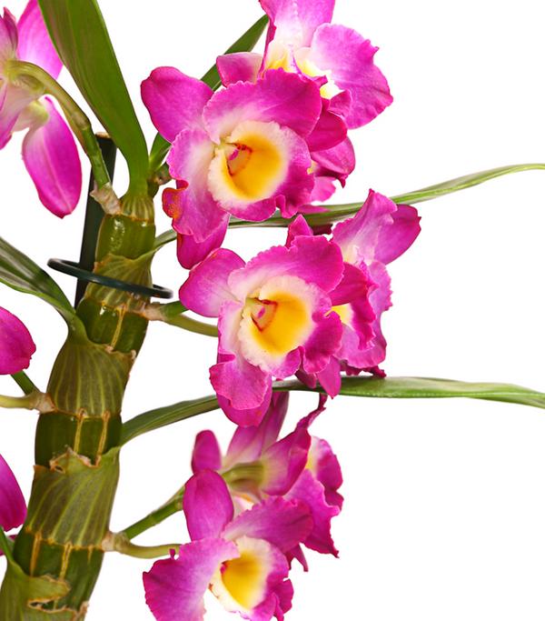 Trauben-Orchidee - Dendrobium nobile