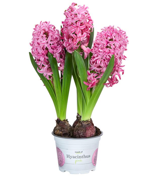 Hyazinthe, verschiedene Farben