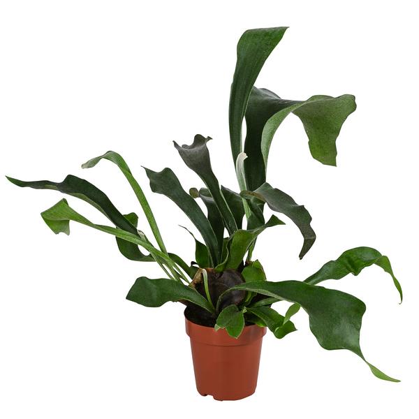 Geweihfarn - Platycerium bifurcatum
