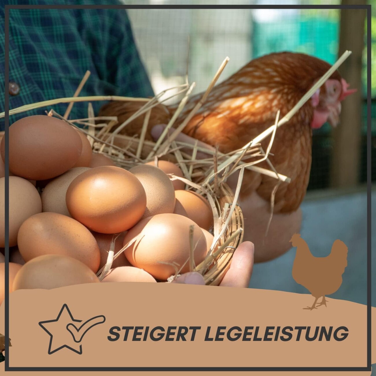 Supravit Legemehl für Hühner GVO - Gentechnik frei | für stabile Eierschalen und hohe Legeleistung | hochwertiges mehrfach gereinigtes Legekorn für Legehennen 2,5 kg
