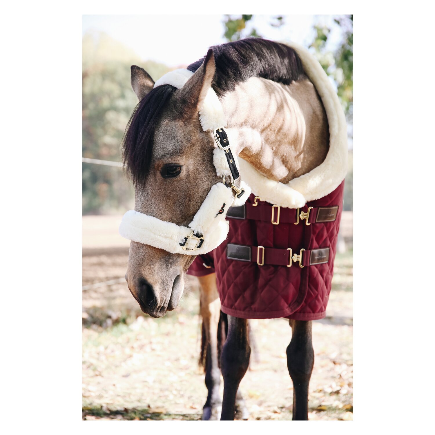 KENTUCKY Lammfell-Transport-Halfter - naturel