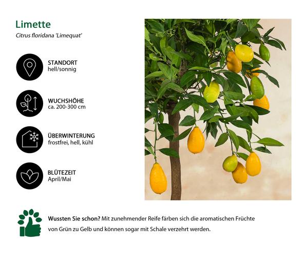 Limette 'Limequat'