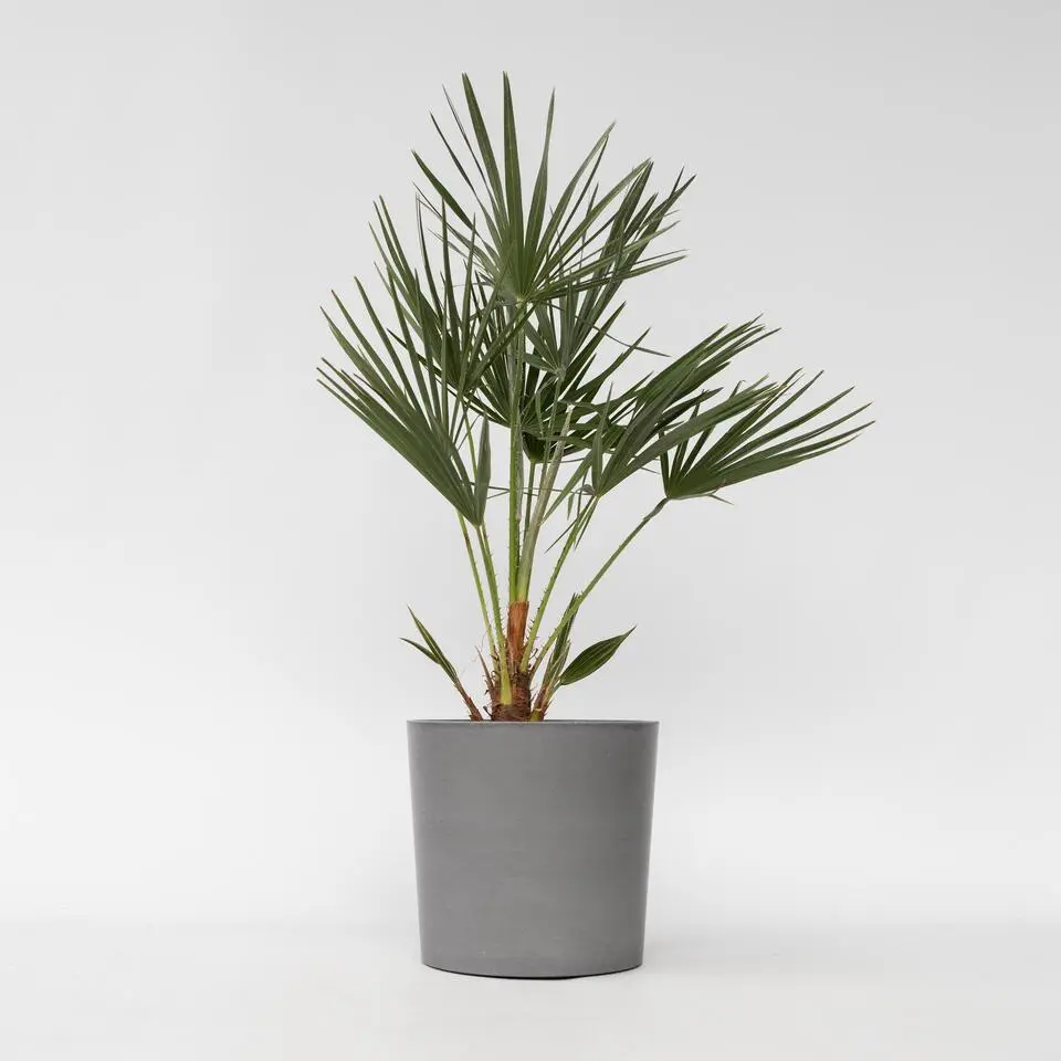 Dwergpalm - Chamaerops humilis - Hoogte 70-80cm - ⌀21cm