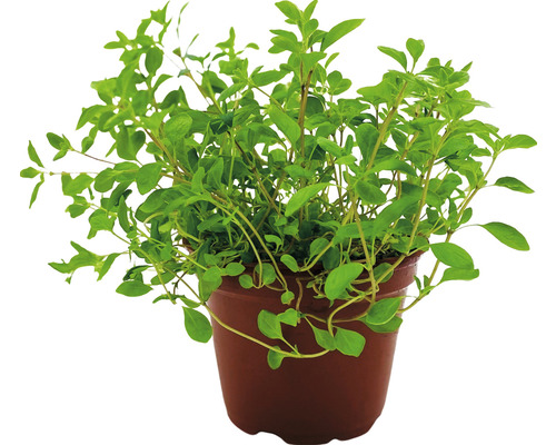Biologische Marjolein FloraSelf Organic Origanum majorana Ø 12 cm pot