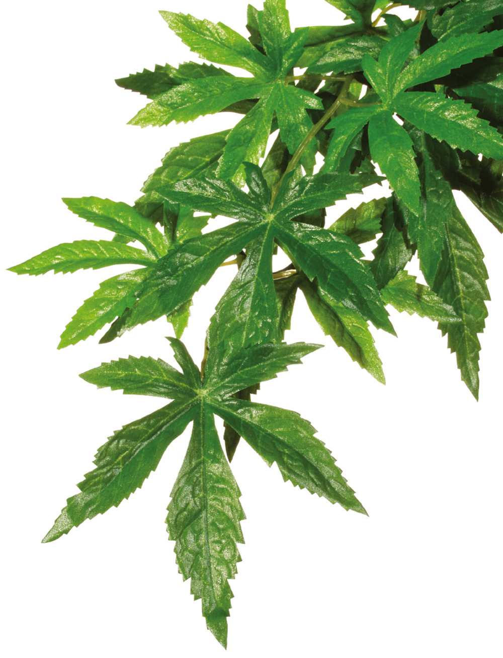 Plantes rainforest à suspendre feuillage abutilon grand