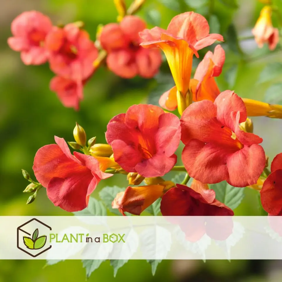 Trompetbloem - Set van 2 - Campsis 'Mme Galen' - Hoogte 110-120cm - ⌀17cm