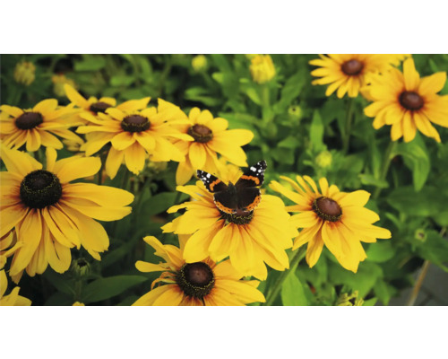 Zonnehoed Mix FloraSelf Rudbeckia x Hybride H 30-40 cm Co 5 L diverse soorten