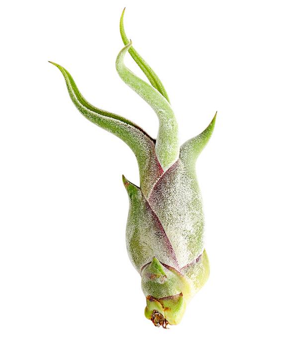 Tillandsie - Tillandsia cultivars klein,
