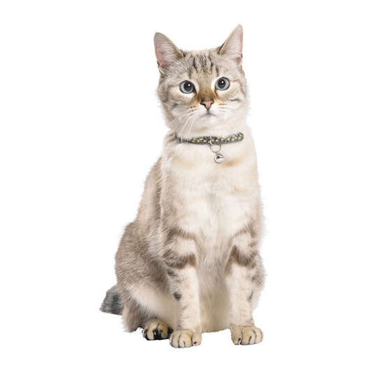 Collier nylon Champagne avec clochette pour chat : noir Taille XS