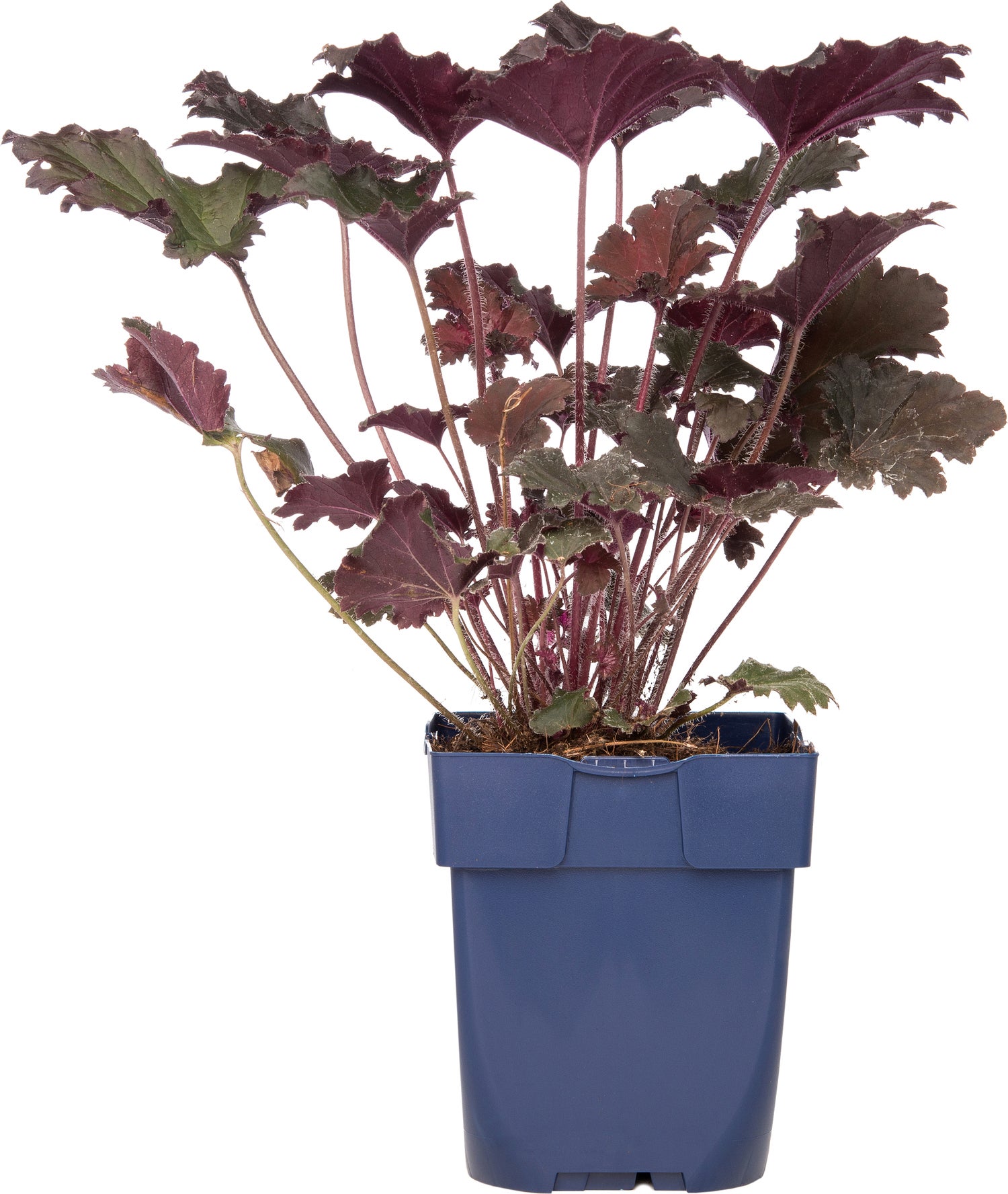 Purperklokje (Heuchera 'Black Sea') D 11 H 10 cm