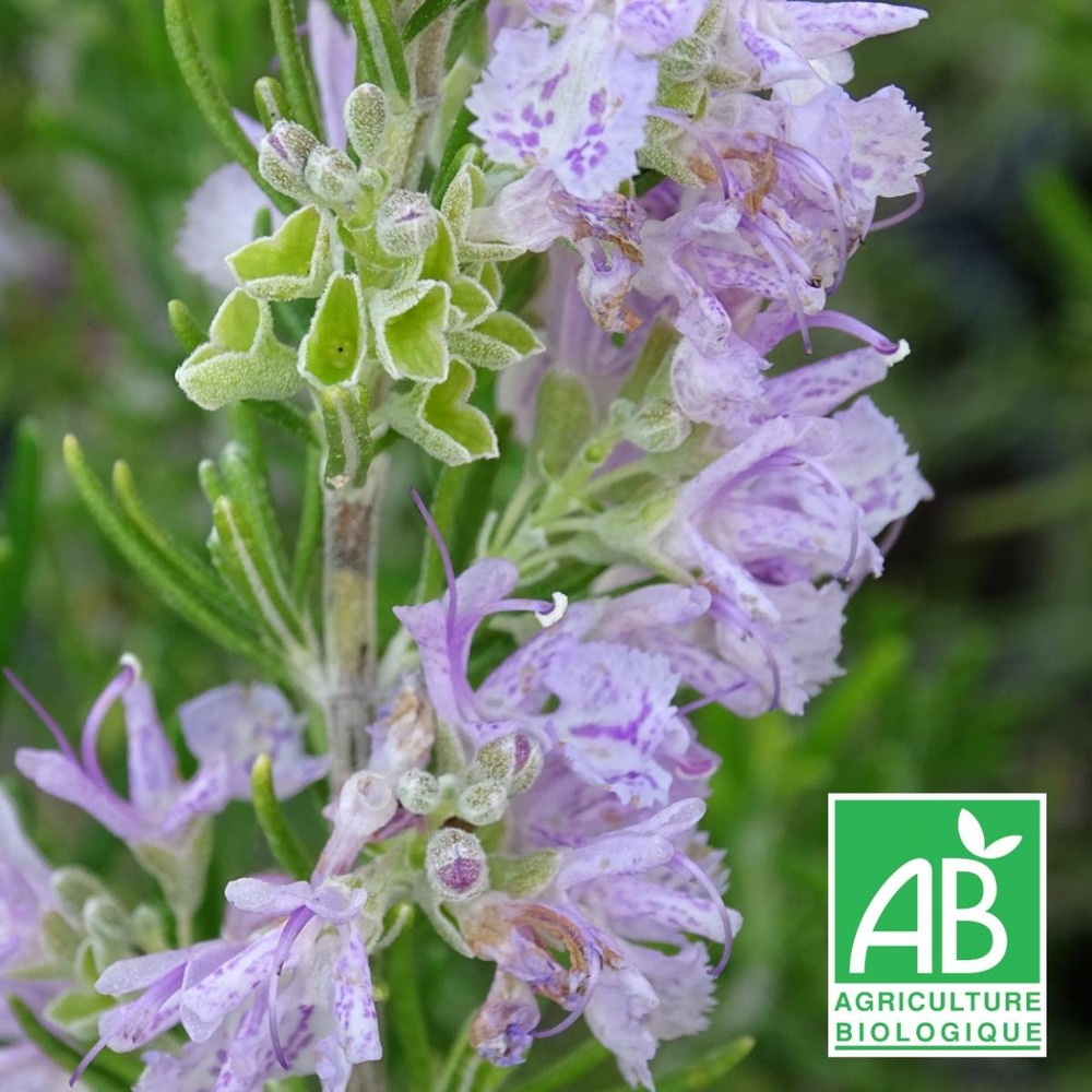 Romarin officinalis majorca pink bio/rosmarinus officinalis majorca pink[-]lot de 9 godets