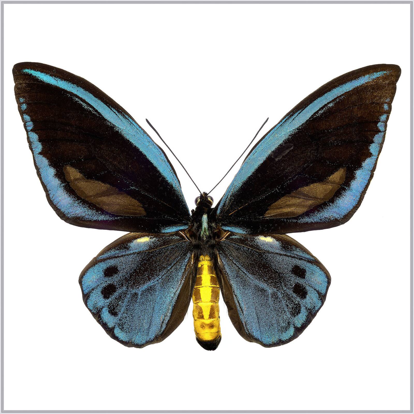 Butterfly IX by Heiko Hellwig - Limited Edition. Edition of: 150. Signed.