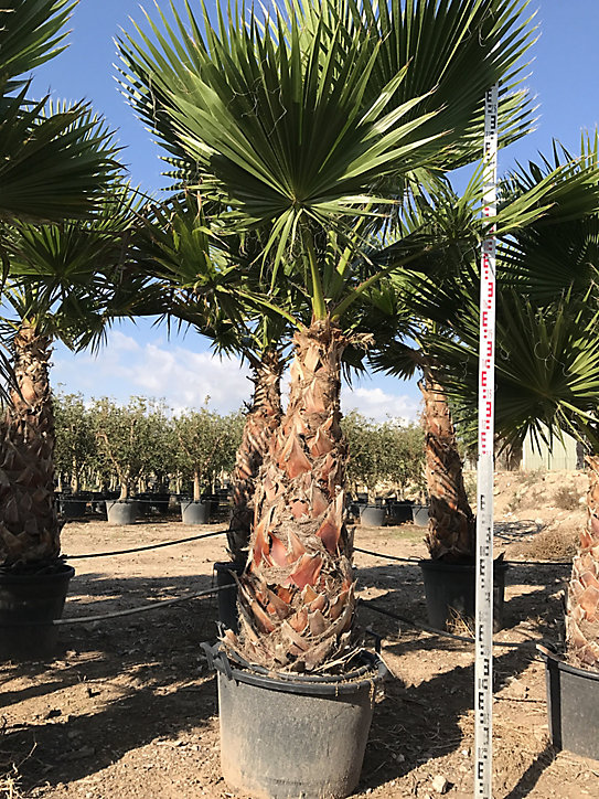 Washingtonia robusta stipe 200-250cm 130L