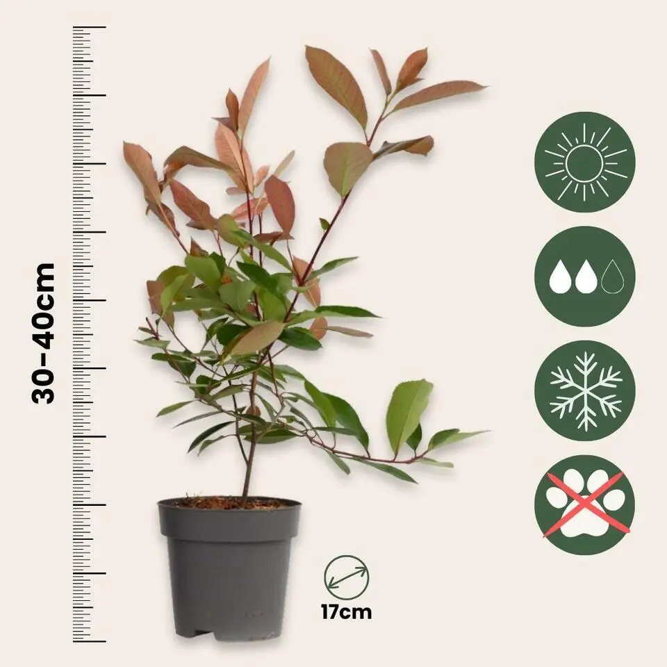 Glansmispel - Set van 6 - Photinia fraseri 'Red Robin' - Hoogte 30-40cm - ⌀17cm