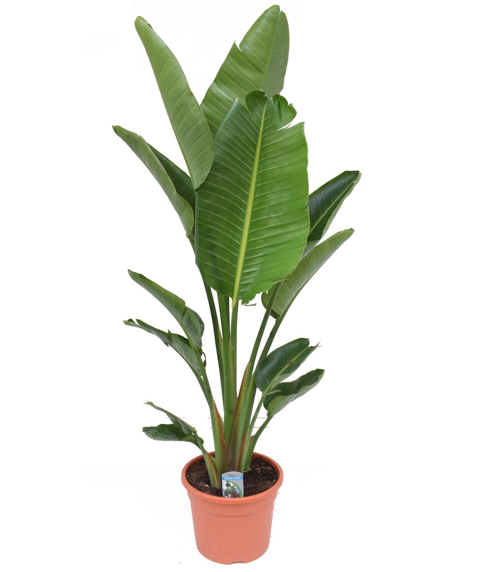 Xxl strelitzia nicolai - plante oiseau de paradis - pot 28cm - hauteur 150-170cm