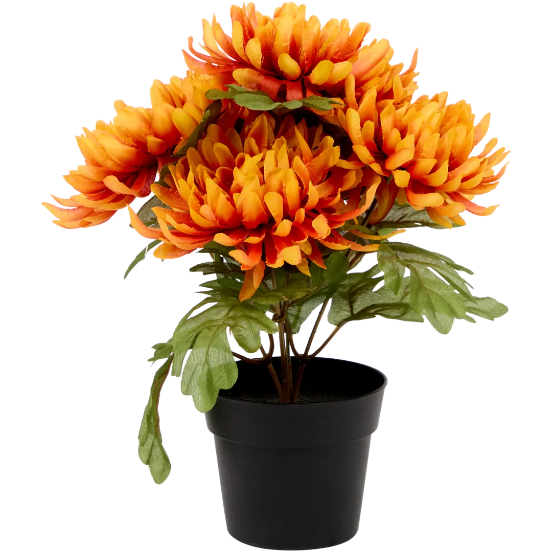 Excellent Flowers chrysant in pot Diverse kleuren