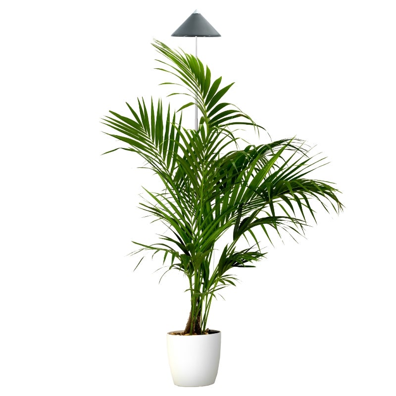 Parus by Venso SUNLITE XL LED Full Spectrum Plantenlamp Grijs 25W Binnenplantenverlichting, met uitschuifbare telescopische paal, Parus plantenlamp voor grote en kleine kamerplanten