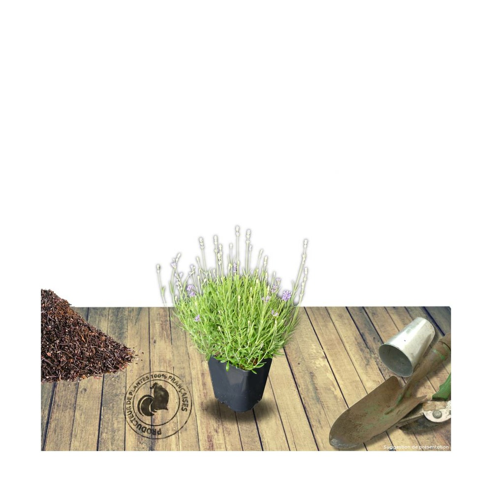 Lavande x intermedia dutch lavander/lavandula x intermedia dutch lavander[-]pot de 2,5 l - 20/30 cm