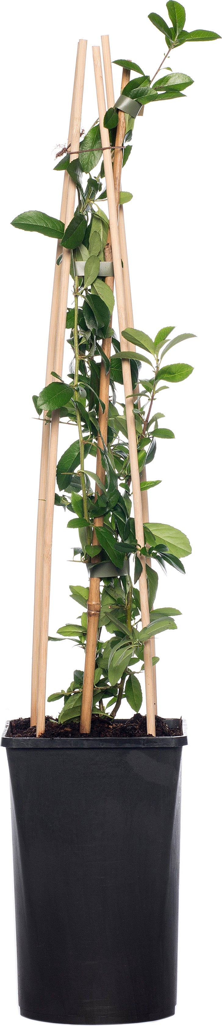 Vuurdoorn (Pyracantha 'Orange Charmer') D 16 H 75 cm