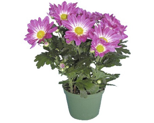Chrysanthemum Mix FloraSelf Chrysanthemum indicum Ø 12 cm pot willekeurige variëteitselectie