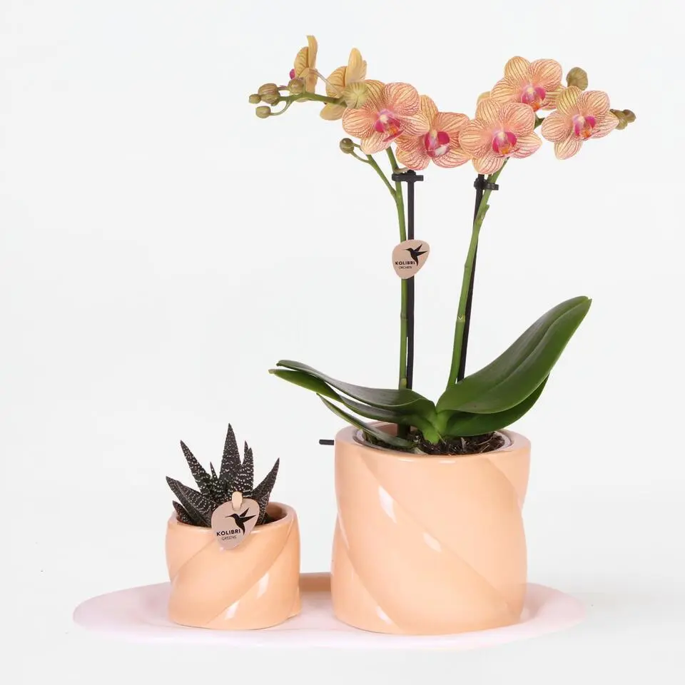 Cadeauset orchidee 'Orange S' - Phalaenopsis - Hoogte 30cm