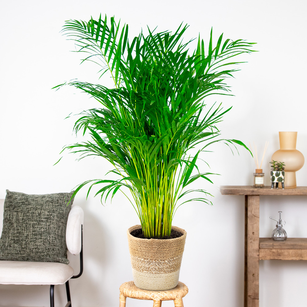 Dypsis lutescens incl. Panier nea - golden palm - facile d'entretien - ⌀21 cm - ↕100-110 cm