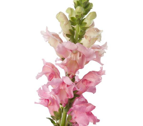 Garten-Löwenmäulchen, verschiedene Farben