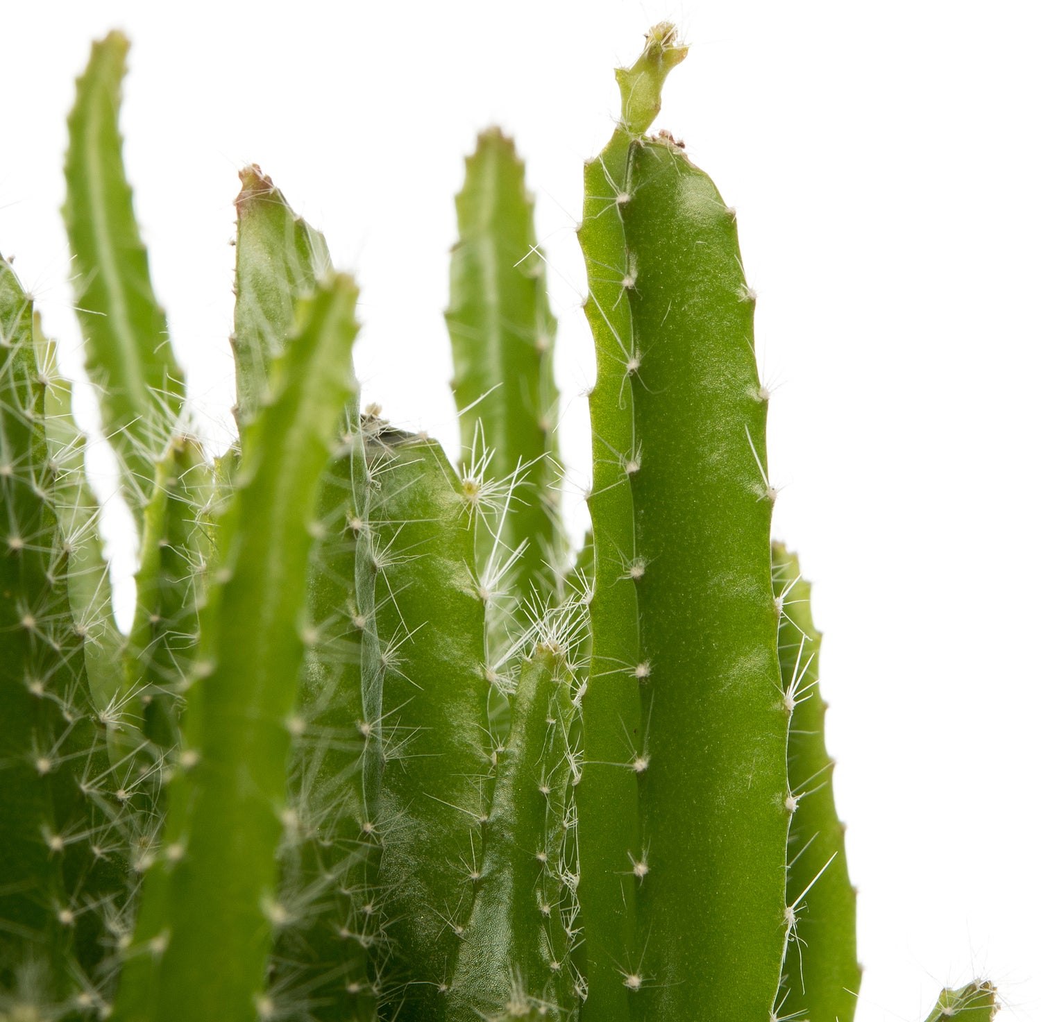 Drakenvrucht (Hylocereus undatus) D 10,5 H 20 cm
