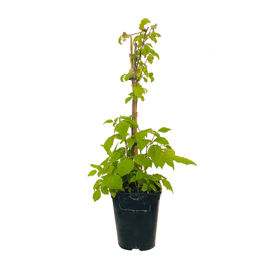 Framboisier 'Black Jewel' bio : pot de 3 litres