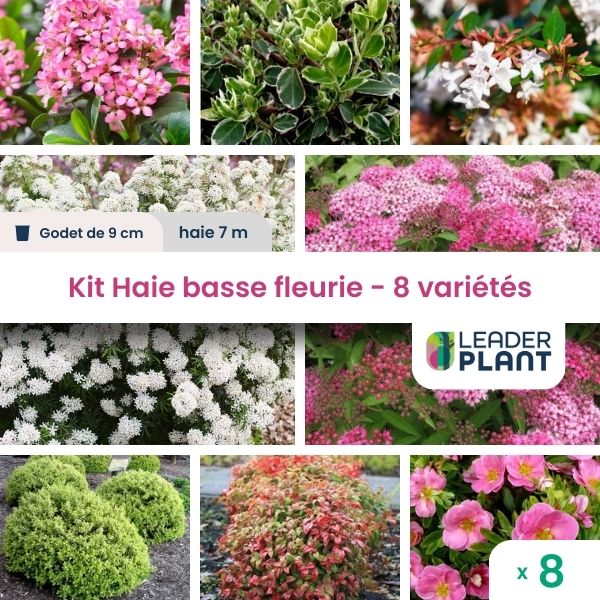Kit haie basse fleurie - 8 variétés – lot de 8 plants en godet