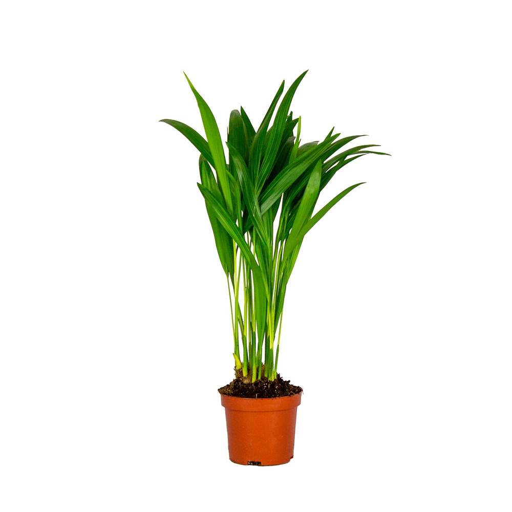 Dypsis lutescens - palmier dorés - plante d'intérieur - entretien facile – ⌀10,5 cm - ↕25-30 cm
