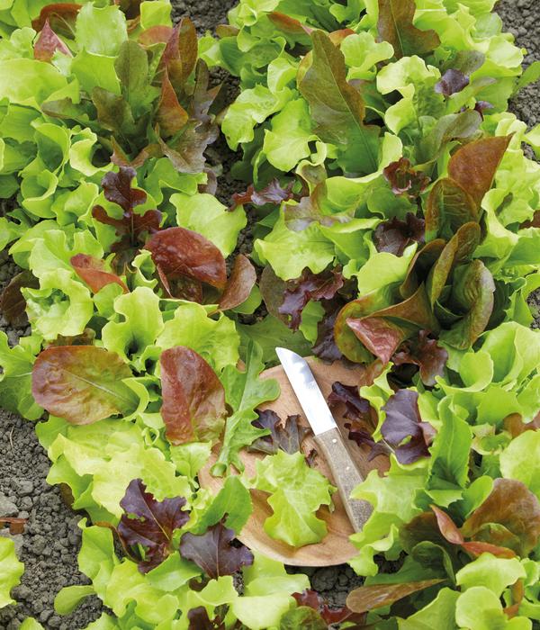 Dehner Premium Samen Pflücksalat Mischung