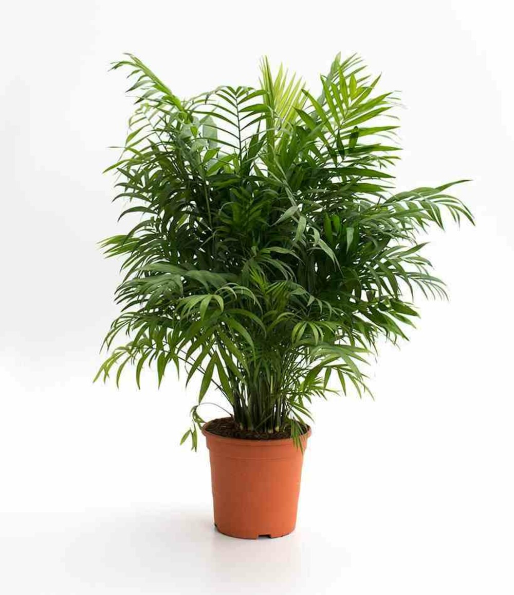 Chamaedorea elegans (chamédorée - palmier de montagne) taille pot de 3 litres ? 40/50 cm
