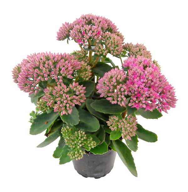 Fetthenne 'Autumn Joy'