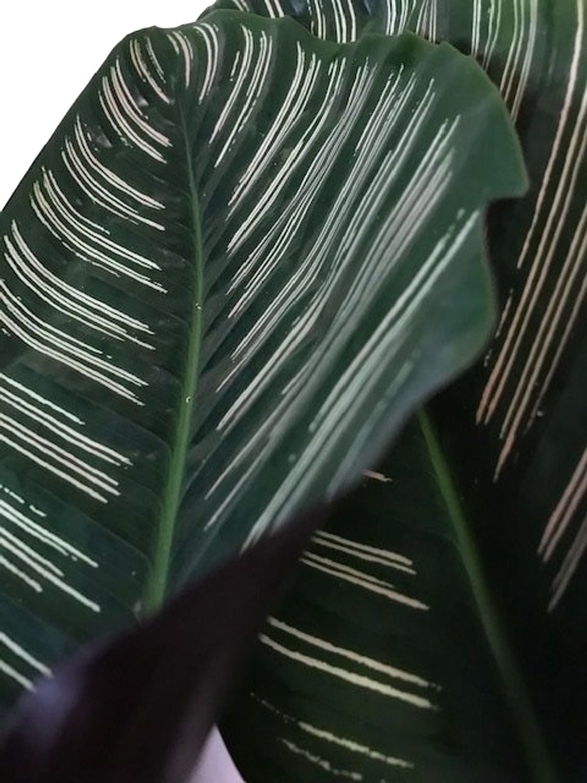 Calathea (Calathea sanderiana 'Ornata') D 19 H 80 cm