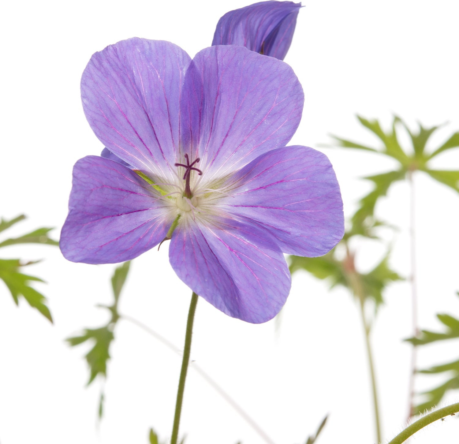 Ooievaarsbek (Geranium hybride 'Brookside') D 11 H 10 cm