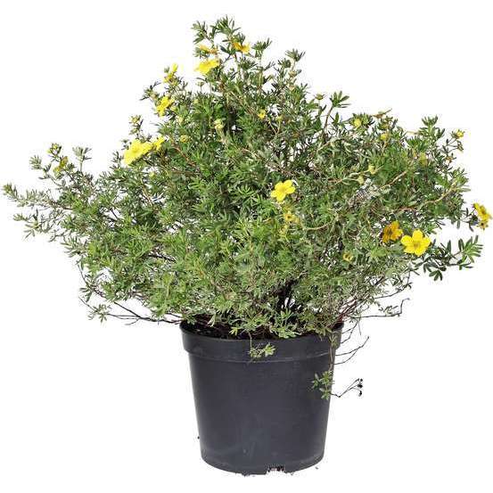 Potentilla : pot 7 Litres - H. 40/60 cm