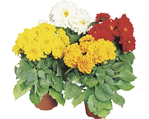Dahlia FloraSelf Dahlia Hybriden H 10-40 cm Co 3 L diverse soorten