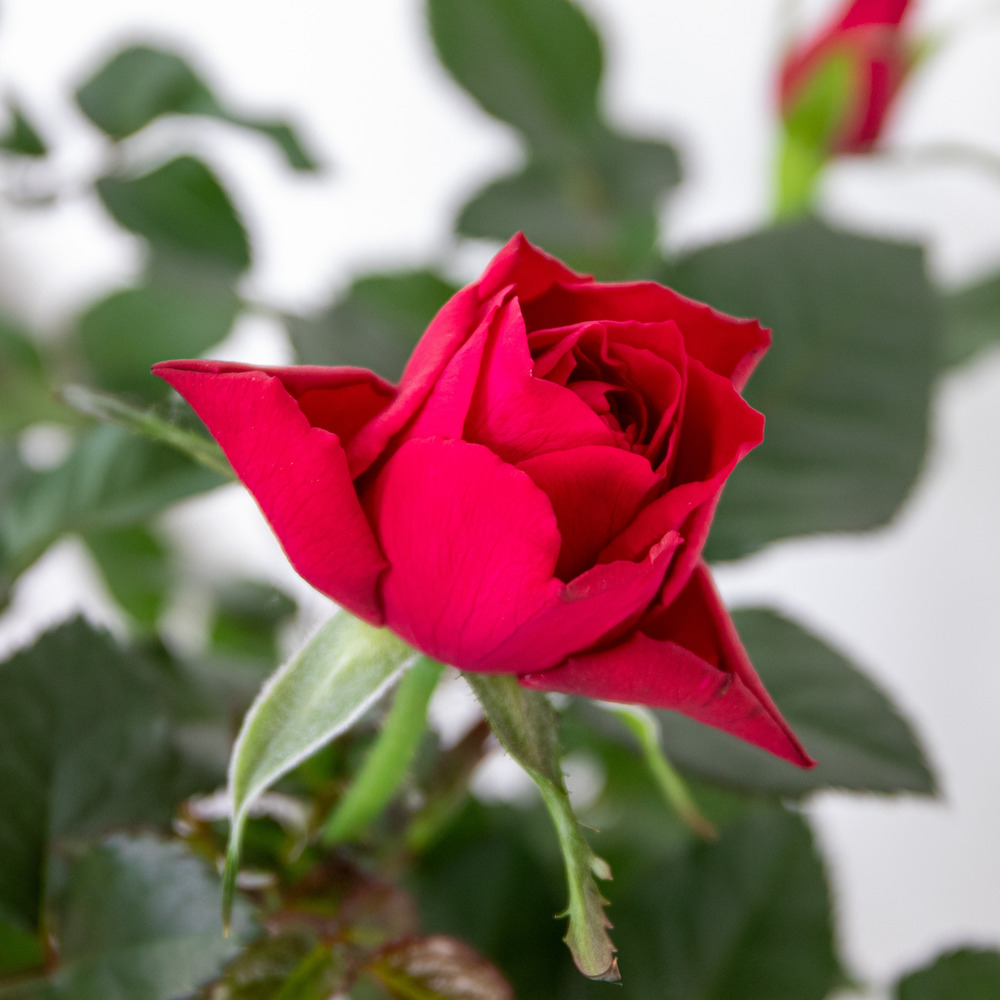 3x pot rose rouge - rosa - plante d'intérieur & terrasse - ⌀12cm– ↕20-30cm