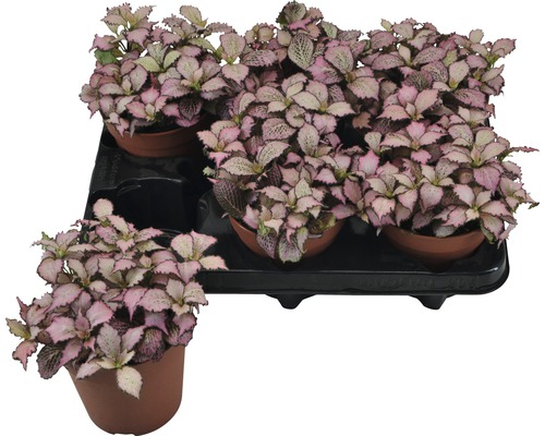 Mozaïekplant FloraSelf Fittonia verschaffeltii 'Zalm Star' H 12-19 cm Ø 12 cm pot