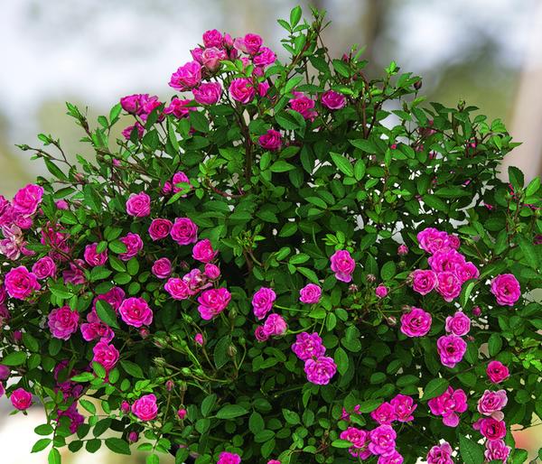 Balkonrose 'Lilly Rose®'