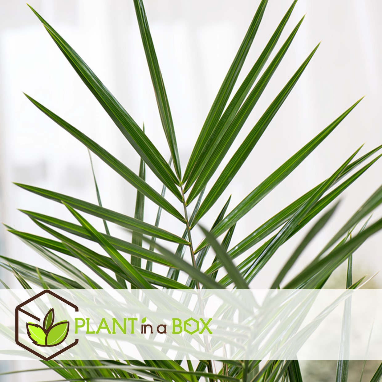 Phoenix canariensis - set de 2 - palmier dattier - pot 15cm - hauteur 50-60cm