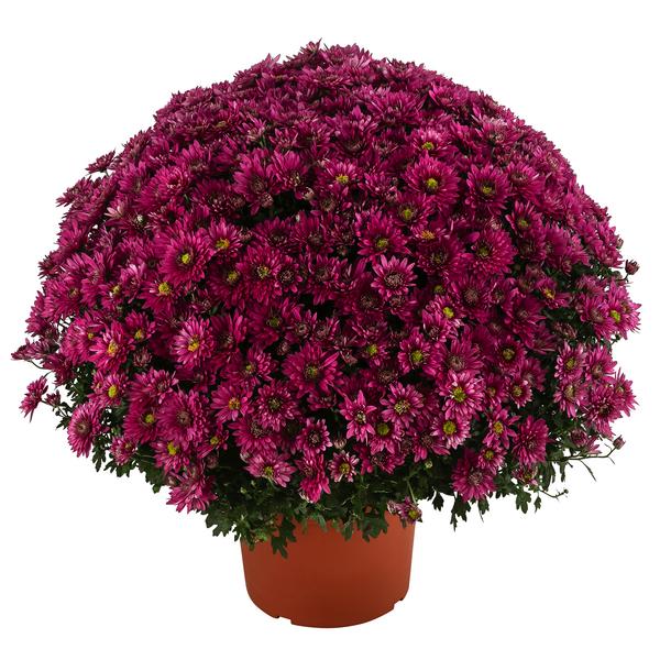Herbst-Chrysantheme