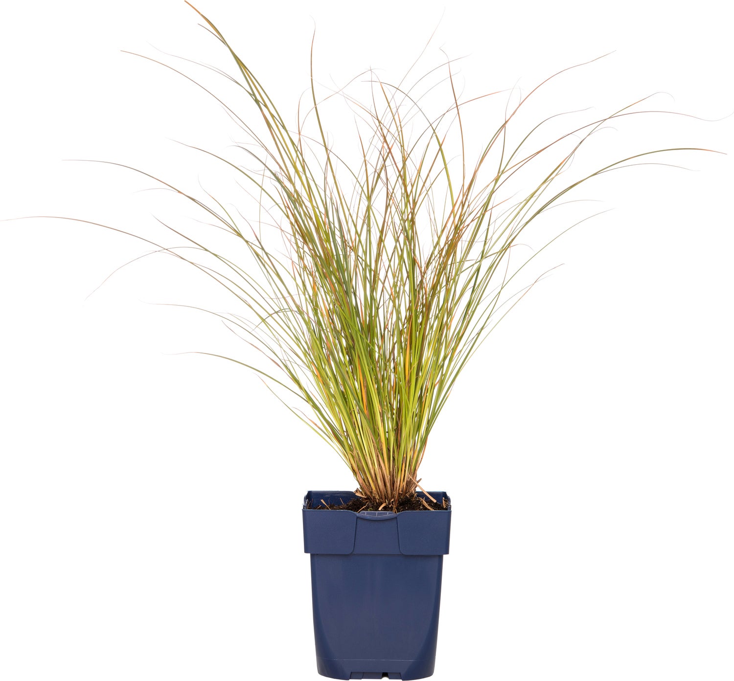 Zegge (Carex testacea 'Prairie Fire') D 23 H 40 cm